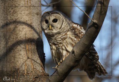 Chouette raye - Barred Owl