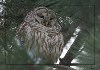 Chouette raye - Barred Owl