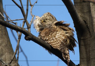 Chouette raye - Barred Owl