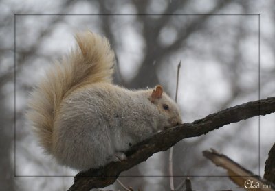 Écureuil leucique- Leucistic squirrel