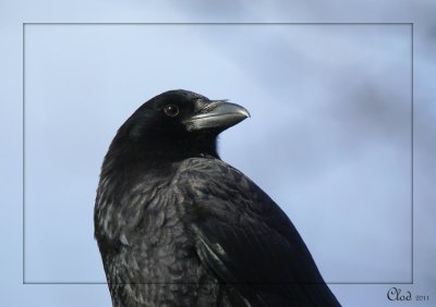 Corneille- American Crow