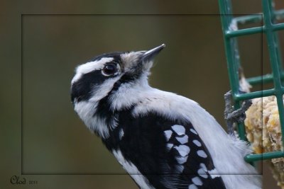 Pic mineur - Downy Woodpecker