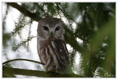 Petite nyctale - Northern Saw-whet Owl