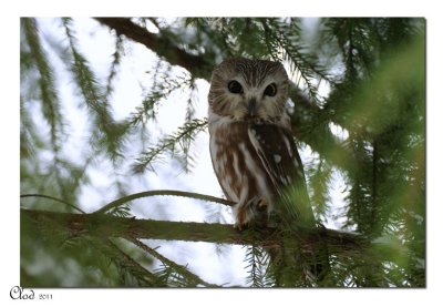 Petite nyctale - Northern Saw-whet Owl