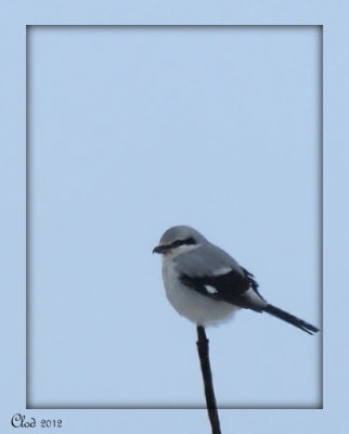 Pie-griche grise- Northern Shrike