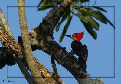 Pic de Malherbe (femelle) - Crimson-crested Woodpecker (female)