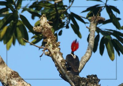 Pic de Malherbe - Crimson-crested Woodpecker