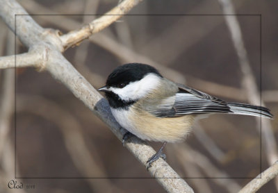 Msange  tte noire - Black-capped Chickadee