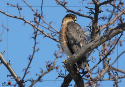 pervier brun - Sharp-shinned Hawk