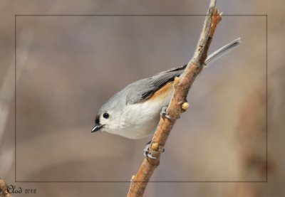 Msange bicolore - Tufted Titmouse