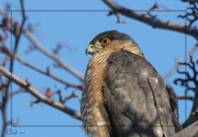 pervier brun - Sharp-shinned Hawk