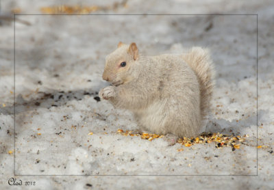 Écureuil leucique - Leucistic squirrel
