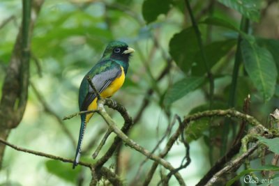 Trogon Aurore - Black-throated Trogon