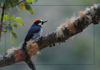 Pic glandivore - Acorn Woodpecker