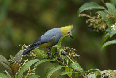 Ptilogon  longue queue - Long-tailed Silky-Flycatcher