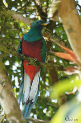 Quetzal resplendissant - Resplendent Quetzal