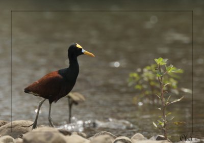 Jacana du Mexique - Northern Jacana