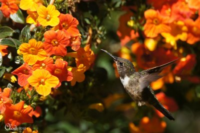 Colibri flammule - Volcano Hummingbird