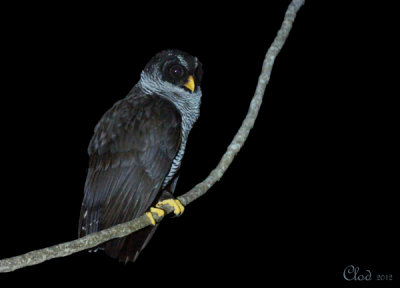 Chouette  lignes noires - Black-and-white Owl