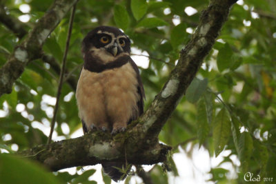 Chouette  lunettes - Spectacled Owl