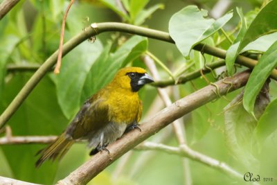 Cardinal  ventre blanc - Black-faced Grosbeak