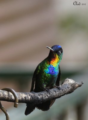 Colibri Insigne - Fiery-throated Hummingbird