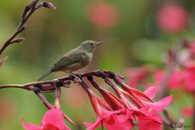 Percefleur ardois (femelle) - Slater Flowerpiercer (female)