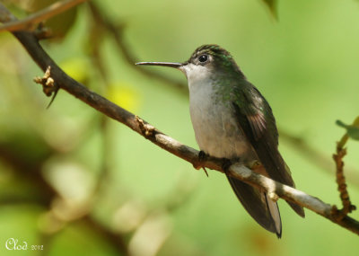Colibri  ventre noir (femelle) - Black-bellied Hummingbird (female)
