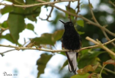 Colibri  ventre noir - Black-bellied Hummingbird