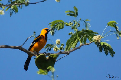 Oriole macul - Spot-breasted Oriole