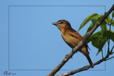 Tyran plaintif - Rufous Mourner