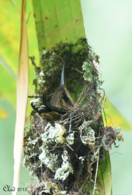 Ariane  ventre gris au nid  - Rufous-tailed Hummingbird in its nest
