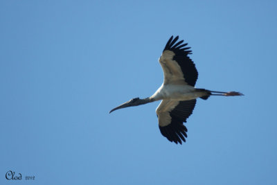 Tantale dAmrique - Wood Stork