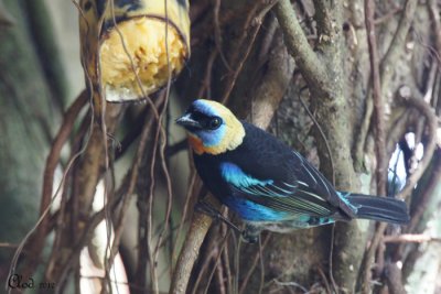 Calliste  coiffe d'or - Golden-hooded Tanager