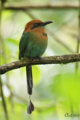 Motmot  bec large - Broad-billed Motmot