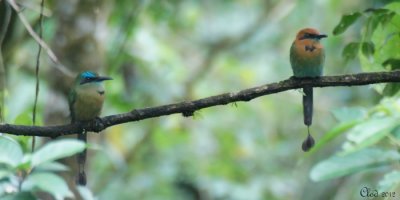 Motmot  bec carn et Motmot  bec large - Keel-billed Motmot and Broad-billed Motmot