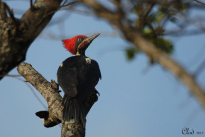 Pic ouentou - Lineated Woodpecker (male)