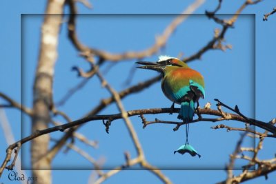 Motmot  sourcils bleus - Turquoise-browed Motmot