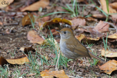 Grive  calotte rousse - Ruddy-capped Nightingale-Thrush