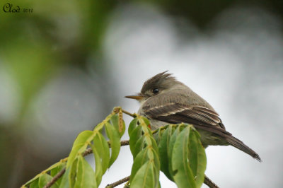 Moucherolle cendr - Tropical Pewee