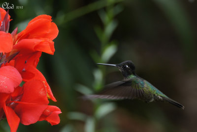 Colibri de Rivoli - Magnificent Hummingbird