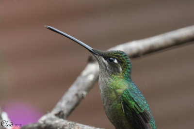 Colibri de Rivoli (femelle) - Magnificent Hummingbird (female)
