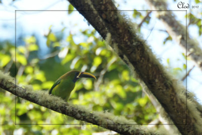 Toucanet  gorge bleue - Emerald Toucanet