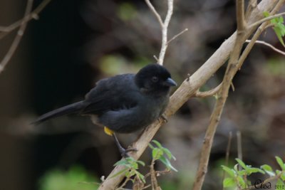 Tohi  cuisses jaunes - Yellow-thighed Finch
