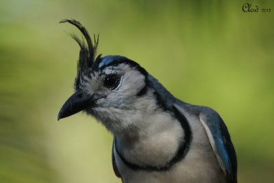 Geai  face blanche - White-throated Magpie-Jay