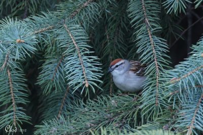 Bruant familier - Chipping Sparrow