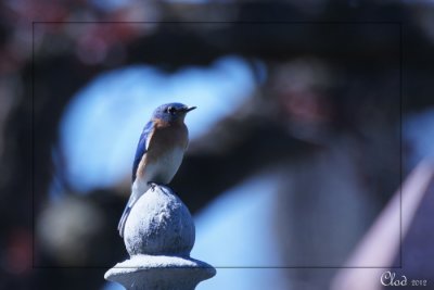 Merlebleu de l'est - Eastern Bluebird