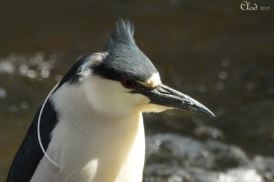 Bihoreau gris - Black-crowned Night-Heron