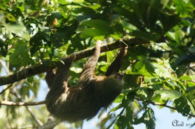 Paresseux  deux doigts - Linnaeus's two-toed sloth 