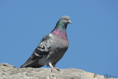 Pigeon biset - Rock Pigeon